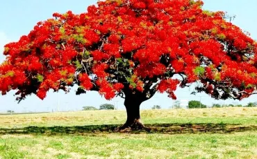 Quiz Littrature, posie