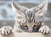 Test Chat ou pas chat