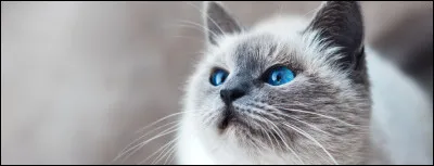 Aimes-tu les chats ?