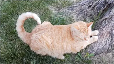 Aimerais-tu avoir une queue ?