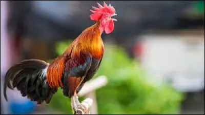 Le ... du coq marque le point du jour
