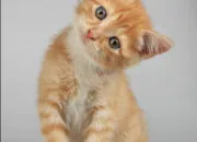 Test Chat ou pas chat