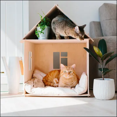 Est-ce que tu as des chats chez toi ?