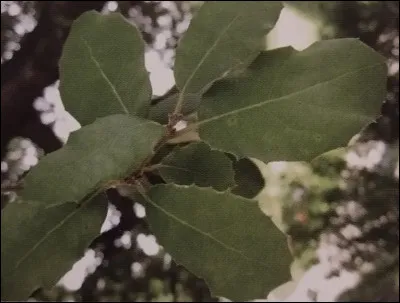 De quel arbre ou arbuste proviennent ces feuilles ?