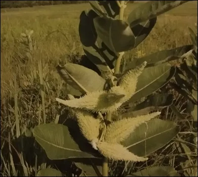 Quel est le nom commun de la plante "asclépiades" ?