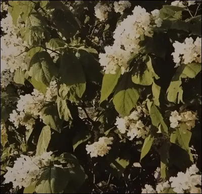 Quelle est la forme des fruits sur l'arbre décoratif appelé "le catalpa" ?