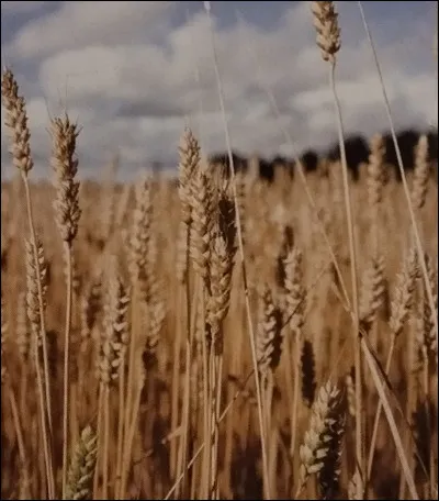 Quel nom porte le blé tendre ?