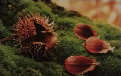 Le fruit du hêtre porte le nom de samare.