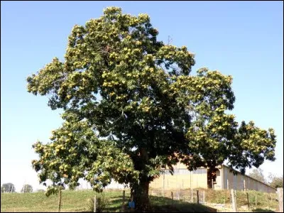 Le châtaignier est un arbre qui peut vivre 1000 ans.