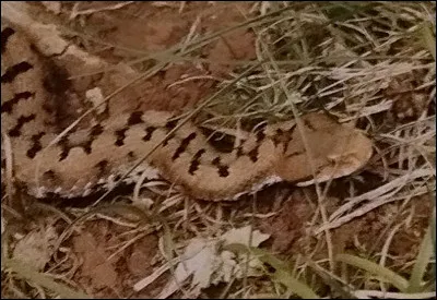 De quelle espèce de serpent s'agit-il ?