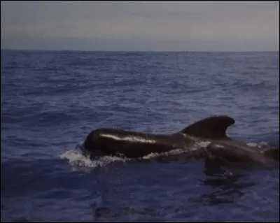 A combien de km/h peuvent se déplacer les globicéphales dans l'eau ?