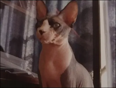 Quel nom portent les chats qui à cause d'une mutation génétique ne possèdent pas de fourrure ?
