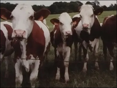 Les ruminants produisent de grandes quantités de gaz dû à la digestion de la cellulose des plantes. De quel gaz s'agit-il ?