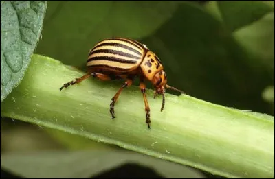 Quelle est la nourriture de prédilection des doryphores ?