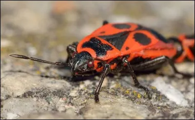 Le soldat ou gendarme est un insecte facile à reconnaitre, c'est une variété de :