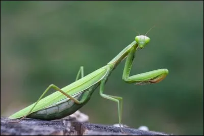 Comment nomme-t-on les pattes des mantes religieuses qui servent à capturer leur proies ?