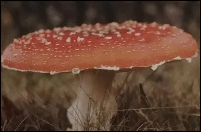 Avec quel autre champignon peut-on confondre l'amanite tue-mouches ?