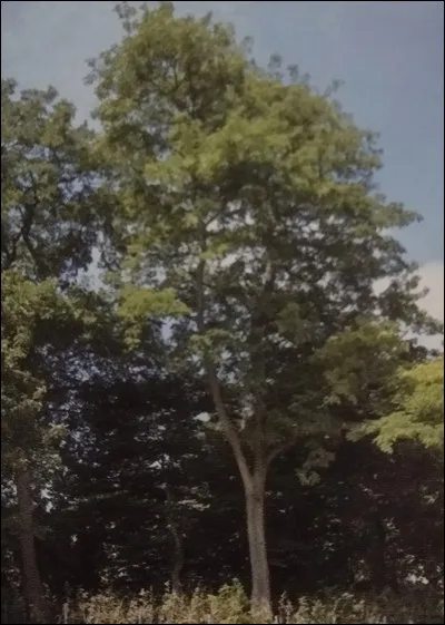 Quel est le vrai nom de l'arbre dont provient le miel d'acacia ?