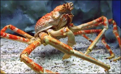 Quel est le plus grand crustacé du monde ?