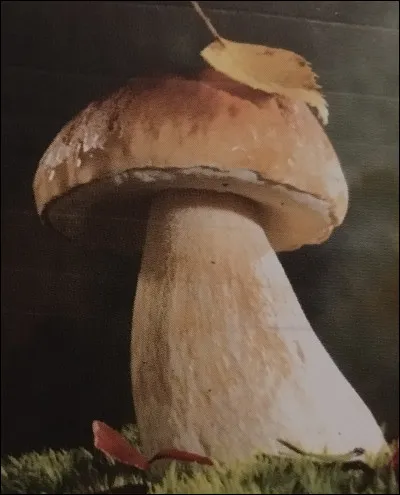 Quel nom courant donne-t-on au cèpe de la variété de bolet ?