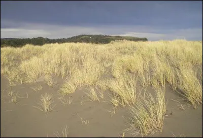 Comment s'appelle la plante qui est utilisée pour fixer les dunes de sable ?