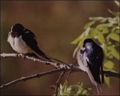 De quels types d'oiseaux s'agit-il ?