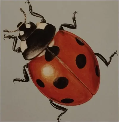 Combien de points ont les coccinelles les plus répandues ?