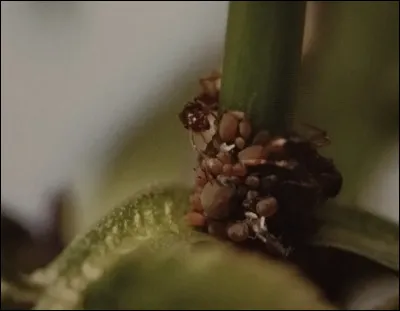 Pourquoi les fourmis aiment-elles les pucerons ?