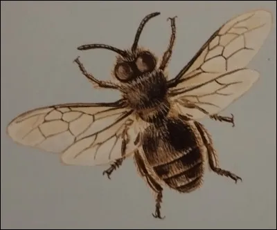 Comment s'appelle le mâle de l'abeille ?