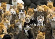 Quiz Les chats, les chats, les chats !