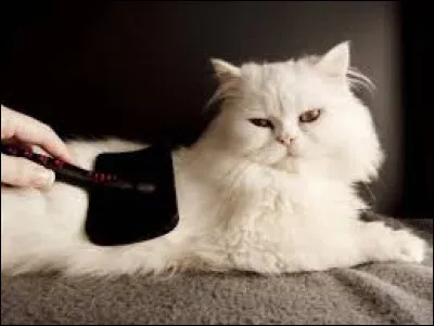 À quoi sert cette brosse ?