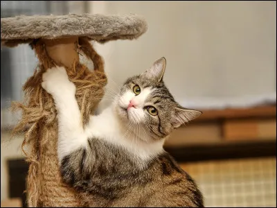 Quand on dit que les chats "font leurs griffes", que font-ils réellement ?