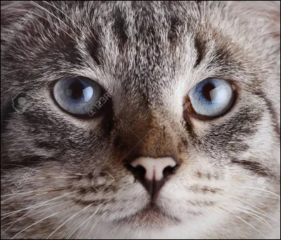 Combien de terminaux olfactifs ont les chats en comparaison des humains ?