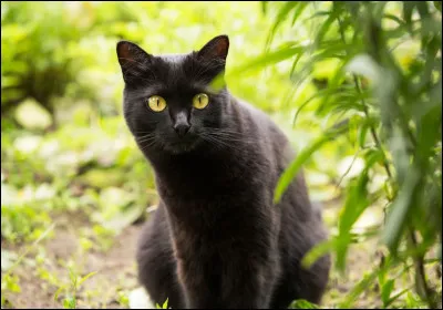 Vrai ou faux ? Un chat peut voir dans le noir total.