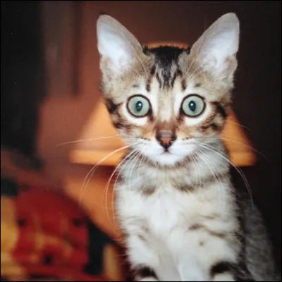 De combien de degrés est son champ de vision, par rapport à l'humain ?