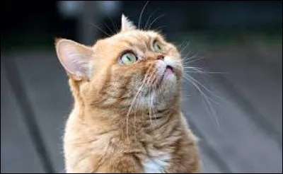 Quel autre mot désigne les moustaches ?