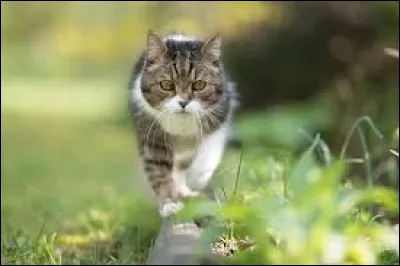 Lorsqu'un chat est stressé, ses moustaches sont...