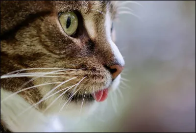 Que signifie ''triller'' ?