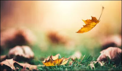 "Tombé" : Qui l'a chanté ?