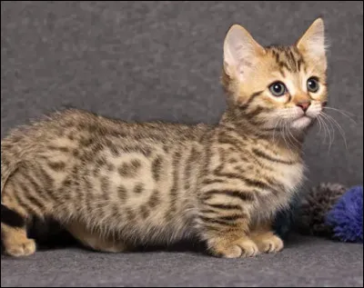 Quelle est cette race de chat ?