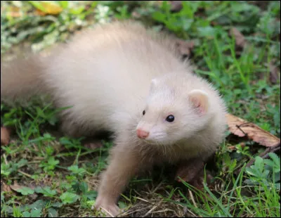 Qui sont les N.A.C. ? (Nouveaux animaux de compagnie)