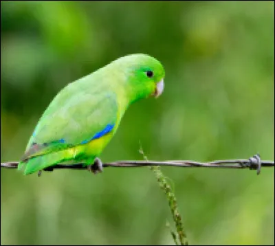 Quel animal peut vivre jusqu'à 120 ans ?