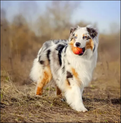 Quel animal aime prendre des bains ?
