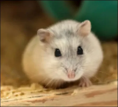 Quelle est la durée de vie d'un hamster ?