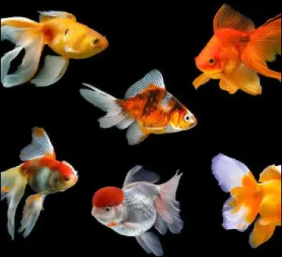 De quel pays est originaire le poisson rouge ?