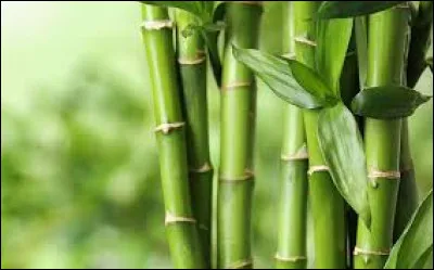 "Bambou" : Qui l'a chanté ?