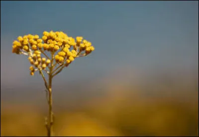 "Immortelle" : Qui l'a chanté ?