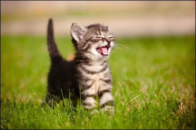 Combien de chaton pelage de lion a-t-il eu ?