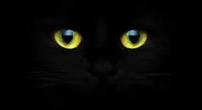 Le chat voit dans le noir complet.