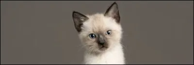 Les chats siamois sont la plupart du temps des femelles.